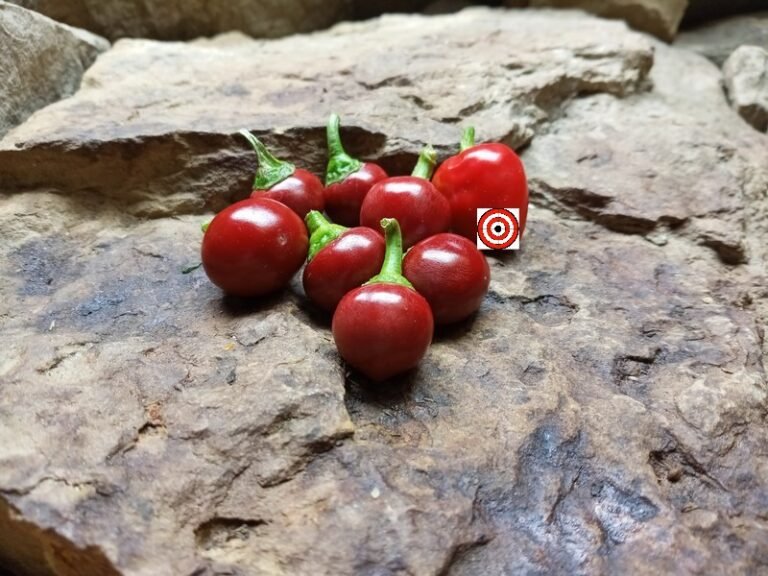 Satan's Kiss PepperBounty Hunter SeedsRare Pepper Seeeds