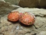 Perth's Pride Dwarf Tomato Seeds