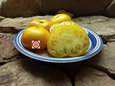 Pineapple Pig Tomato-Bounty Hunter Seeds-Heirloom Tomatoes