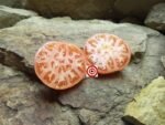 Pink Girl (F2) Beefsteak Tomato