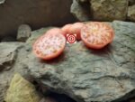 Pink Girl (F2) Pink Tomato