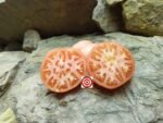 Pink Girl F2 Tomato