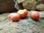 Pink Girl (F2) Tomato Seeds