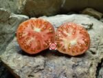 Pink Siberian Tiger Tomato Seeds