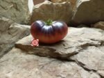 Pink Siberian Tiger Tomato