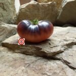 Pink Siberian Tiger Tomato