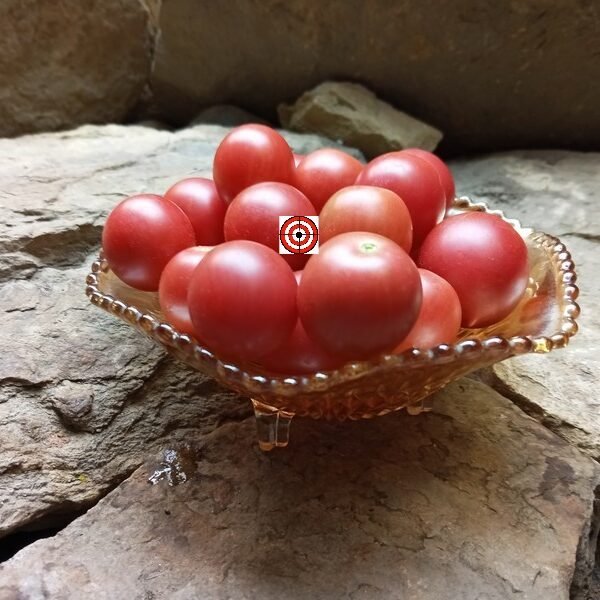 Pinky F7 Tomato