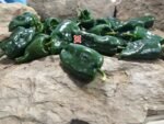 Ancho Poblano Pepper
