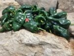 Ancho Poblano Pepper - Image 8