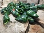 Ancho Poblano Pepper - Image 9