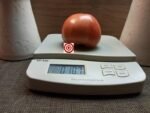 Preachers Large Heirloom Tomato
