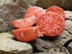 Preachers Tomato