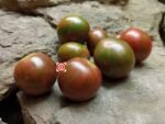 Purple Bumble Bee Striped Tomato