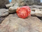 Purple Calypso Tomato Red Tomato