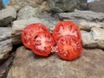 Purple Calypso Tomato Sandwich Tomato
