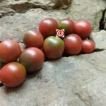 Purple Haze Tomato