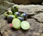 Purple Tomatillo Seeds
