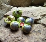 Purple Tomatillo Tomato