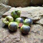 Purple Tomatillo Tomato