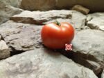 R.G. Beefsteak Tomato