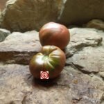 Randy's Amarillo Stripes Tomato