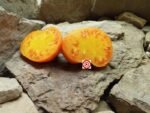 Rare Tomato BTO Tomato