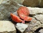 Rare Tomato Bronze Orb Tomato