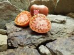 Rare Tomato Preachers Tomato