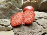 Rare Tomato Turkey Tomato