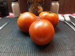 Red Deuce (F2) Beefsteak Tomato