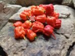 Red Habanero Pepper - Image 6
