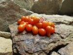 Red Pear Tomato