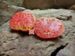 Red Tomato Iceberg Tomato