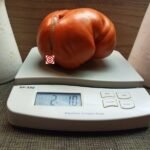 Riccio di Parma Tomato Large