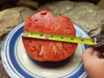 Riccio di Parma Tomato Seeds