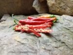 Ring of Fire Pepper