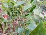 Ring of Fire Pepper - Image 4