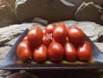 Roma Tomato