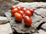 Ropreco Paste Dwarf Tomato Seeds