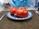 Rosella Crimson Dwarf Tomato