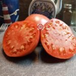 Sakharnyi Slon Tomato