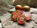 Sarandipty Dwarf Tomato