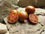 Sarandipty Dwarf Tomato Seeds