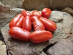 Sausage Red Tomato