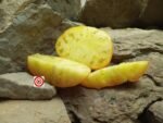 Sean's Yellow Dwarf Tomato Slicer