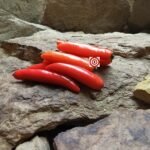 Serrano Tampiqueno Pepper