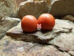 Slavic Masterpiece Tomato Seeds