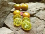 Soul Patch Tomato