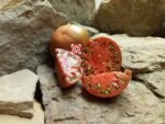 Southern Night Beefsteak Tomato