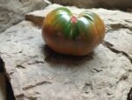 Southern Night Tomato